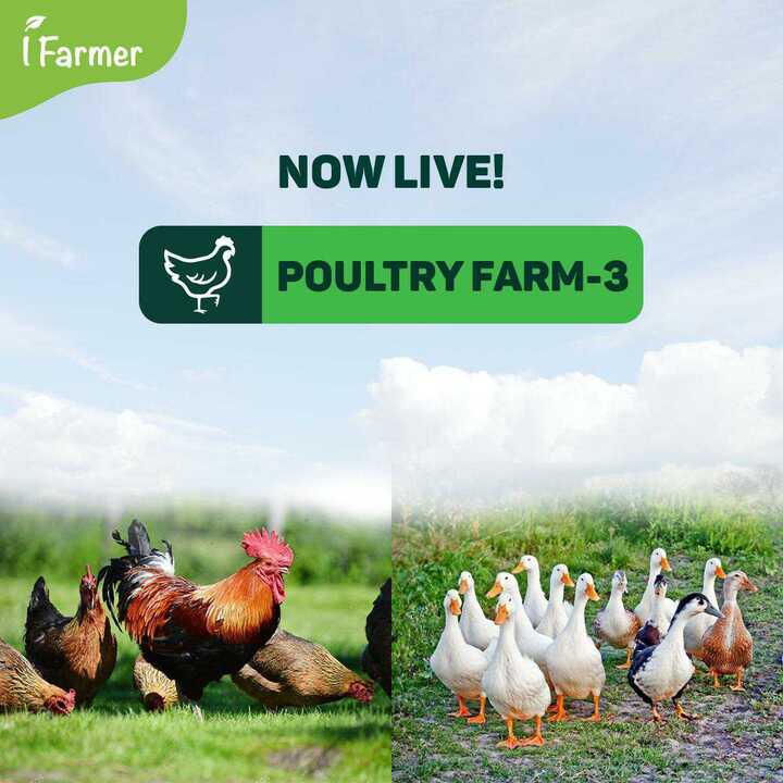 Poultry Farm - 3