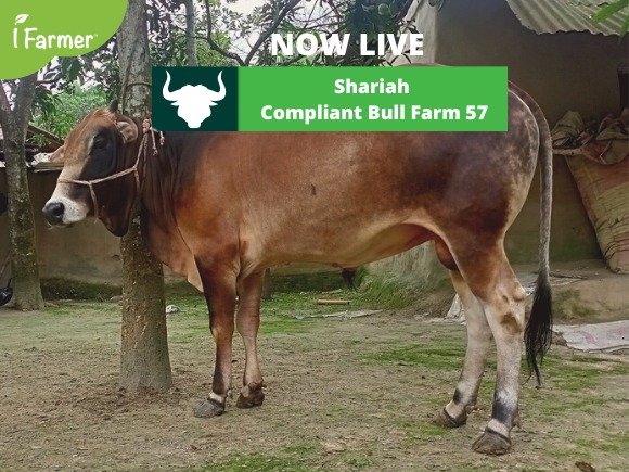 Shariah Compliant Bull Farm 57