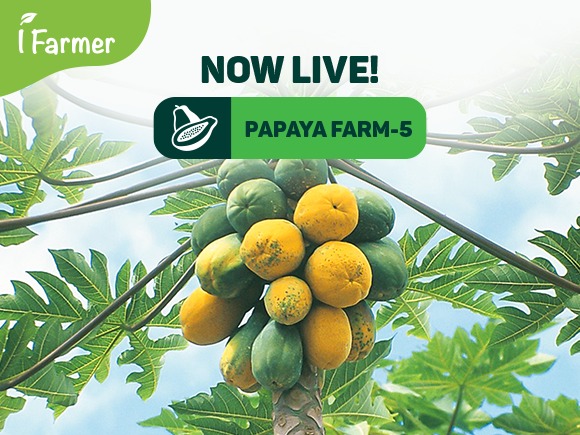 Papaya Farm 5