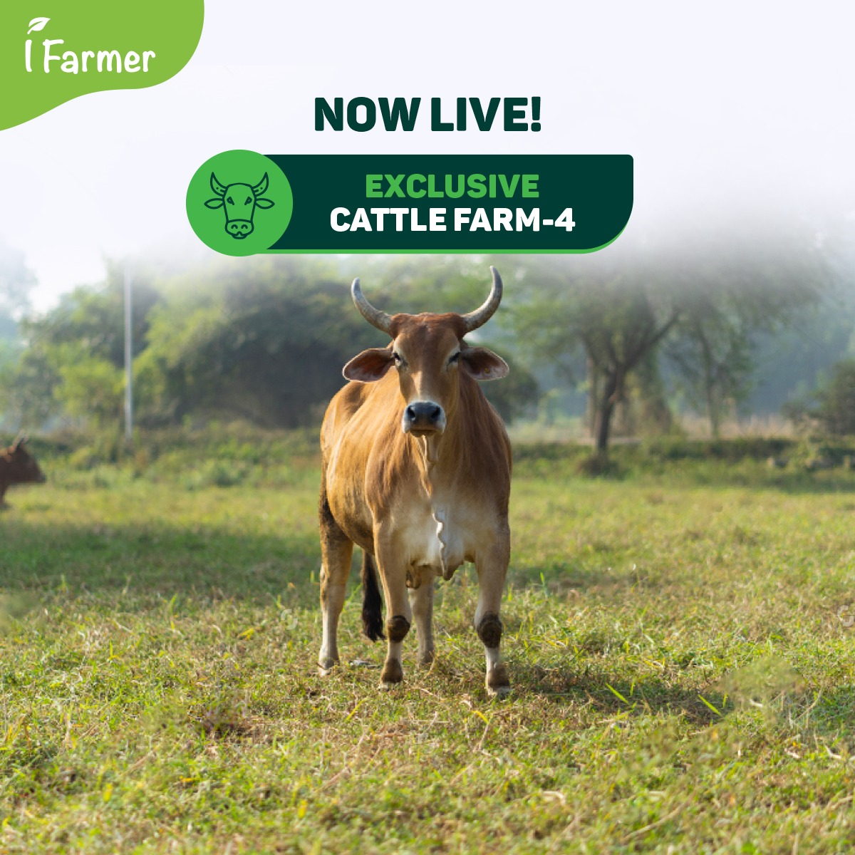 Exclusive Cattle Farm 4