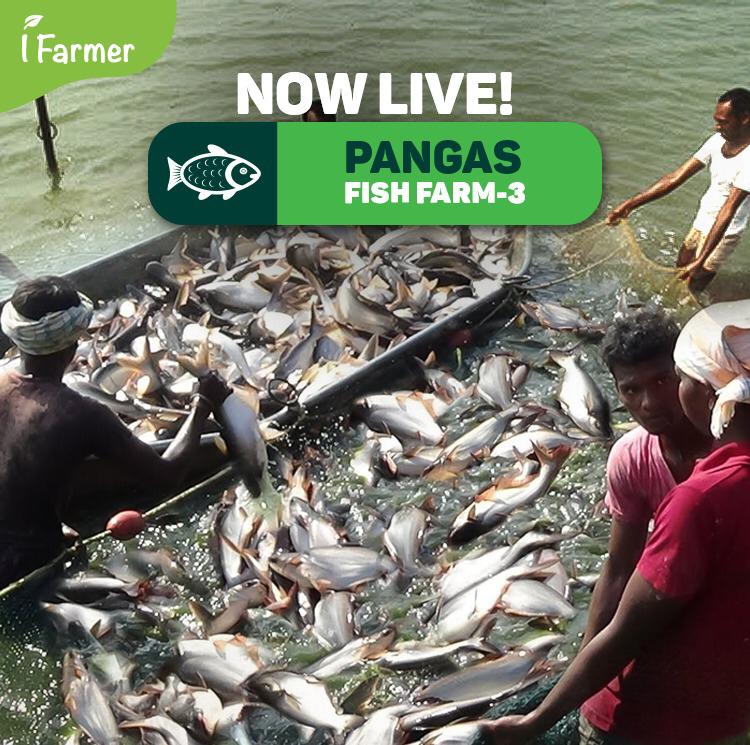 Pangas Fish Farm 3