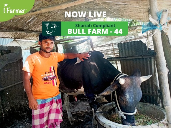 Shariah Compliant Bull Farm 44