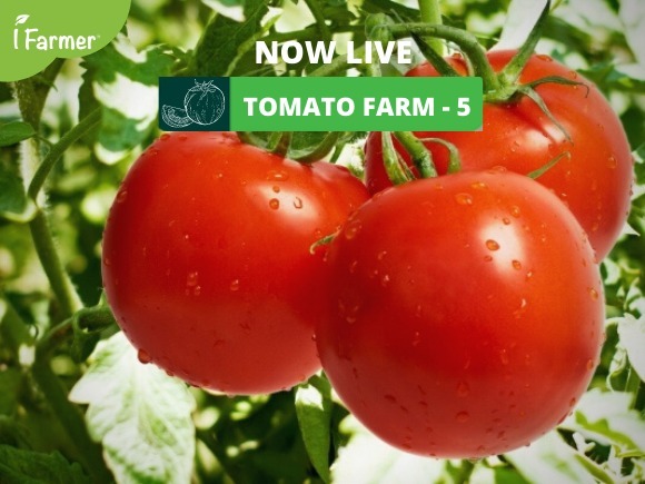 Tomato Farm 5