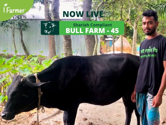 Shariah Compliant Bull Farm 45