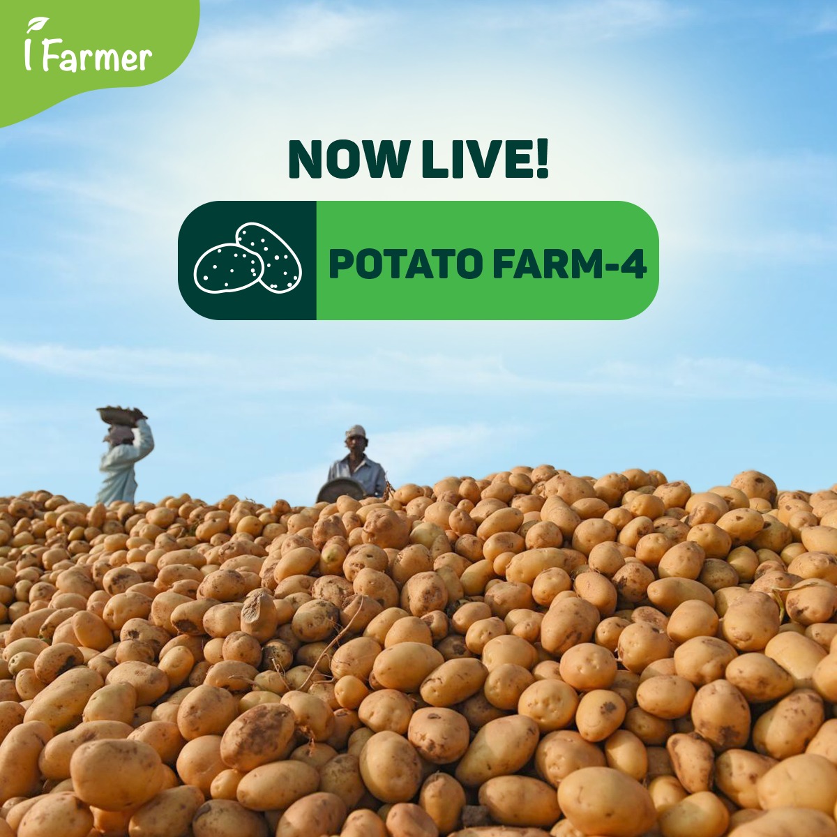 Potato Farm 4