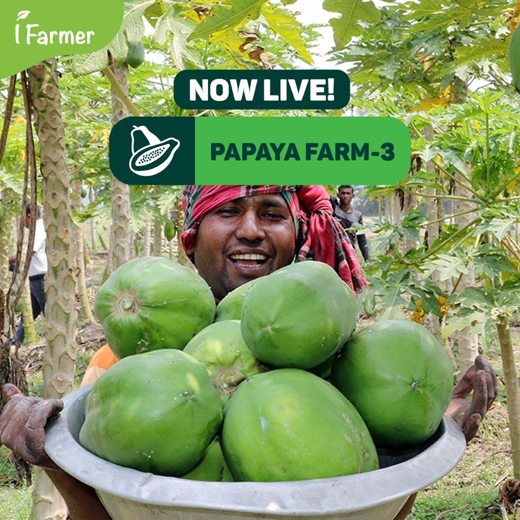 Papaya Farm 3