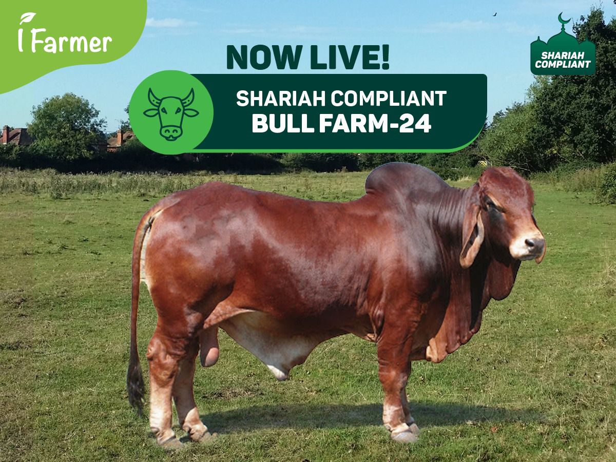 Shariah Compliant Bull Farm 24