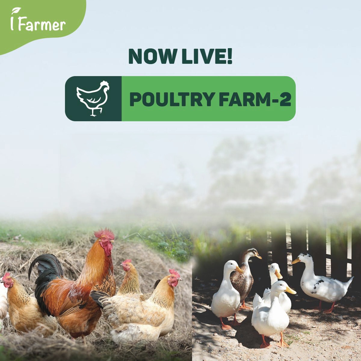 Poultry Farm - 2