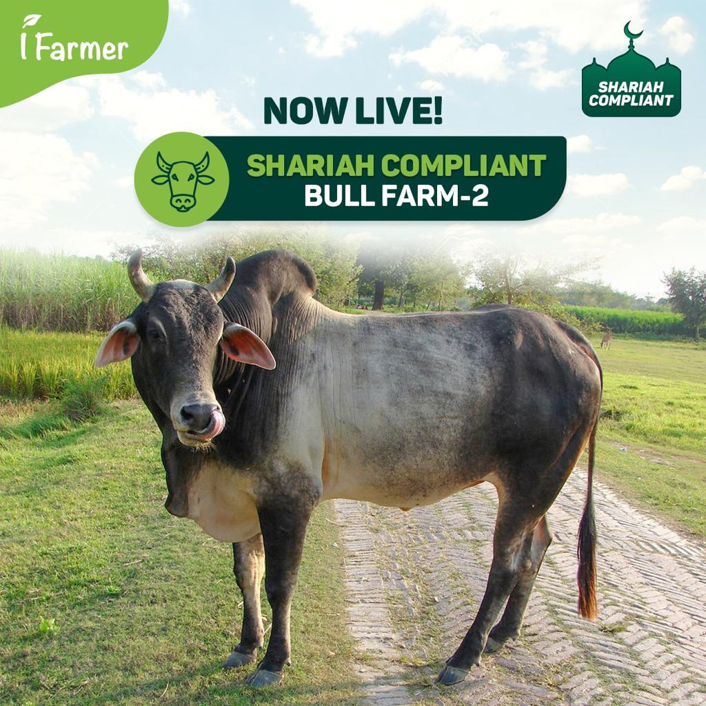 Shariah Compliant Bull Farm - 2