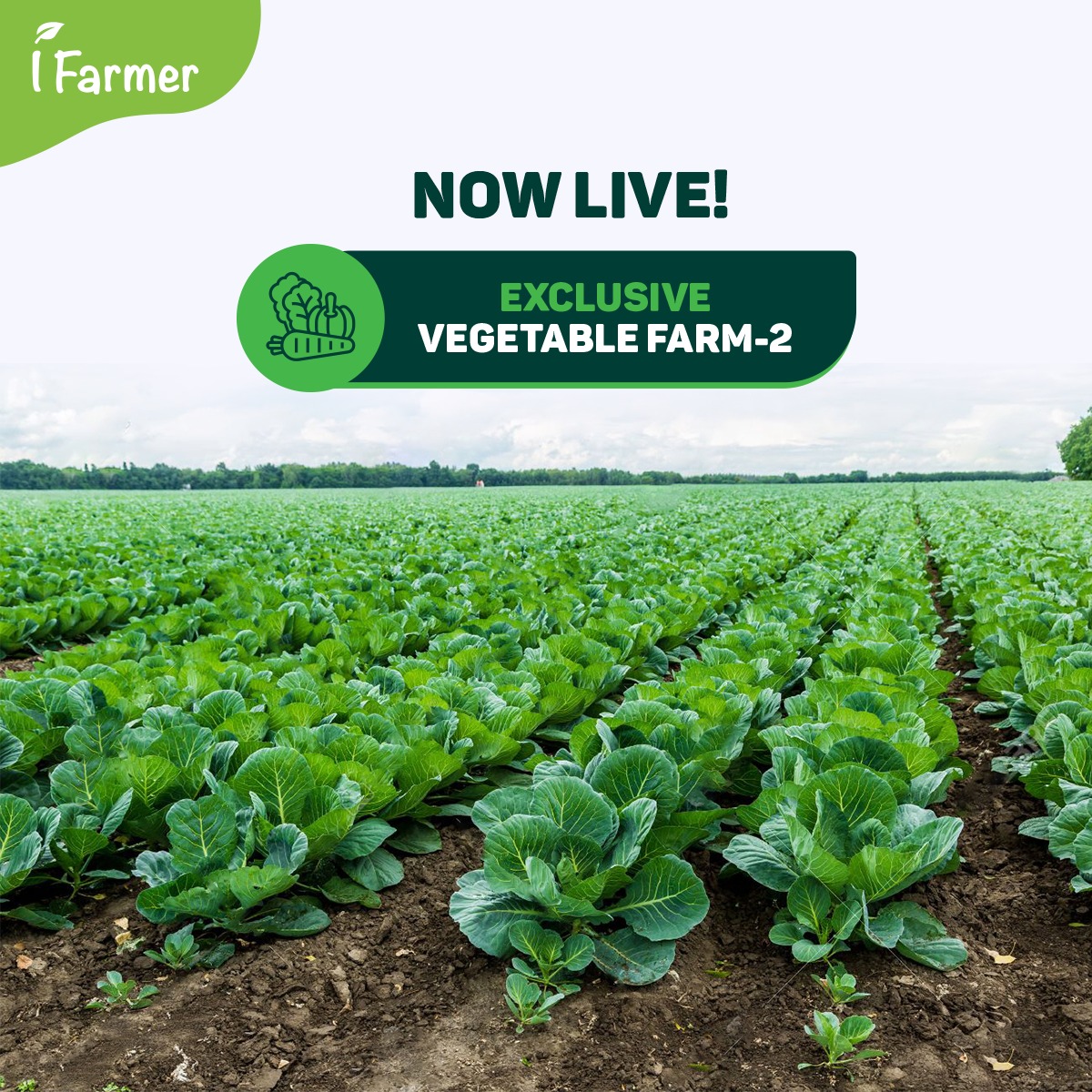 Exclusive Vegetable Farm 2
