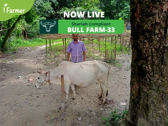 Shariah Compliant Bull Farm 33