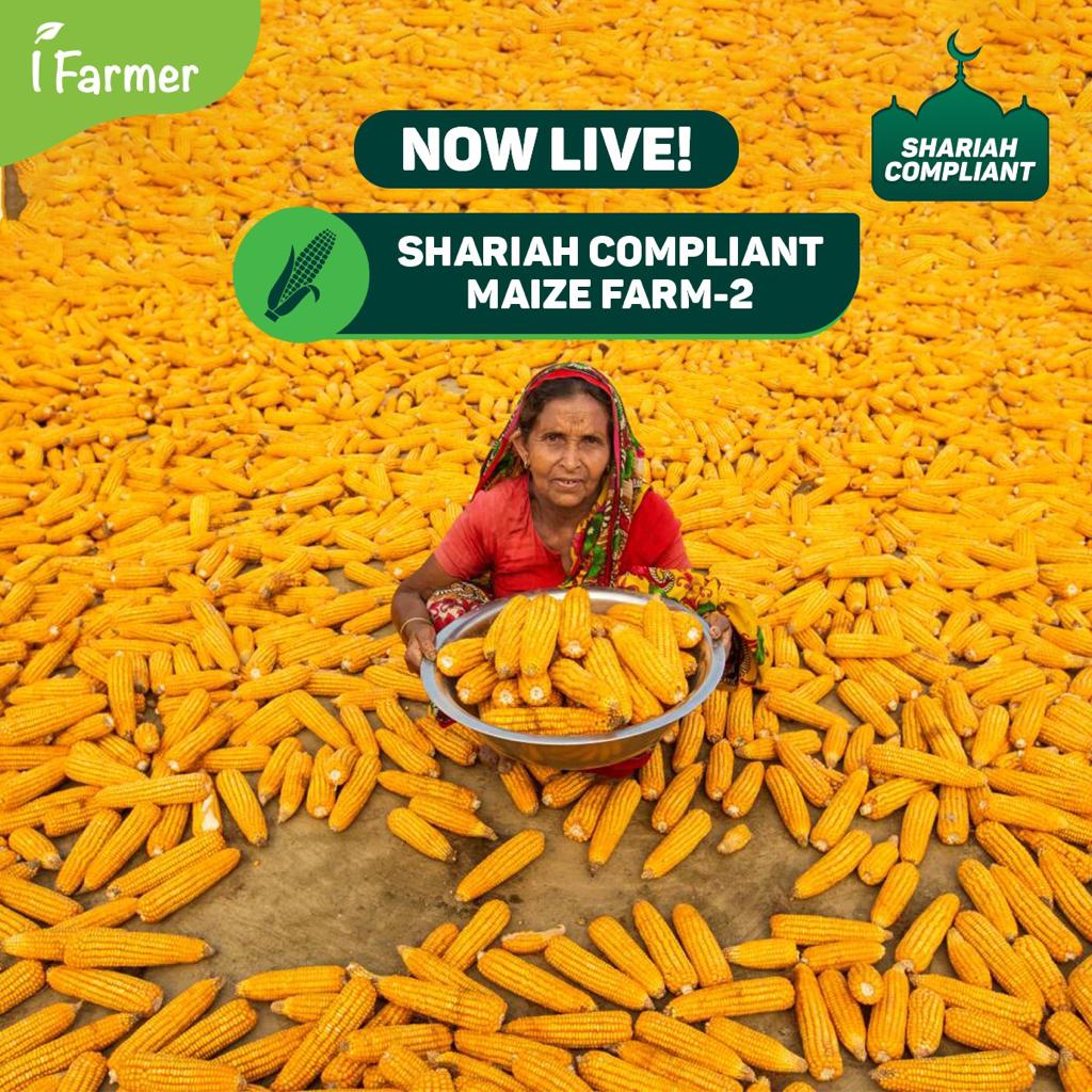 Shariah Compliant Maize Farm 2