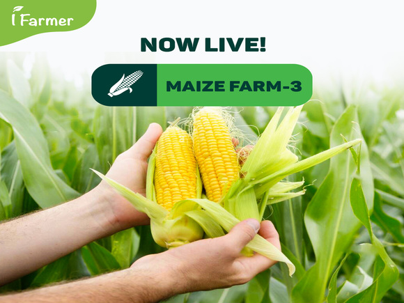 Maize Farm 3