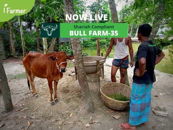 Shariah Compliant Bull Farm 35