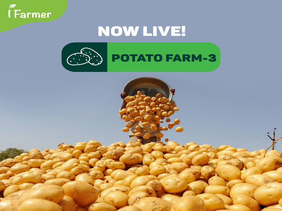 Potato Farm 3